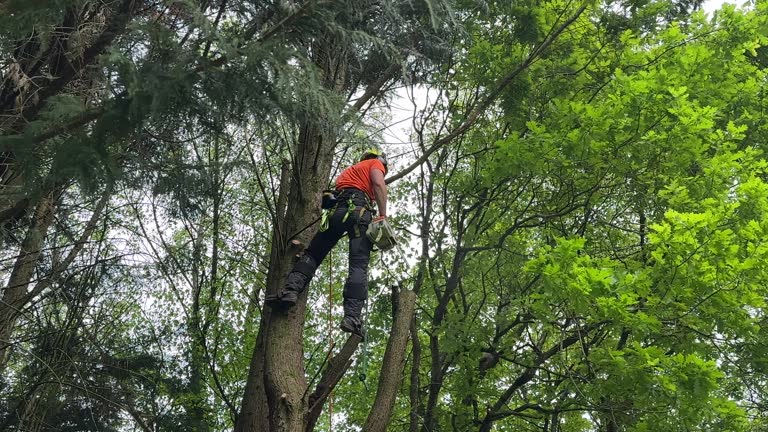 Best Tree Disease Treatment  in Woodville, FL